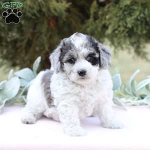 Jessa, Bich-Poo Puppy